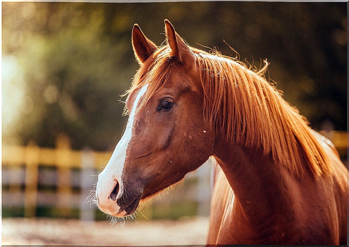 Fear of horses or hypophobia