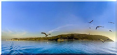 Seagulls flying over an island