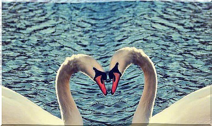 swans making a heart with love