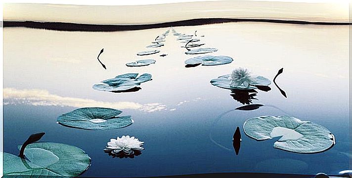 water lilies representing mindfulness phrases