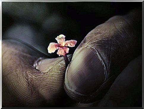 hands-with-flower