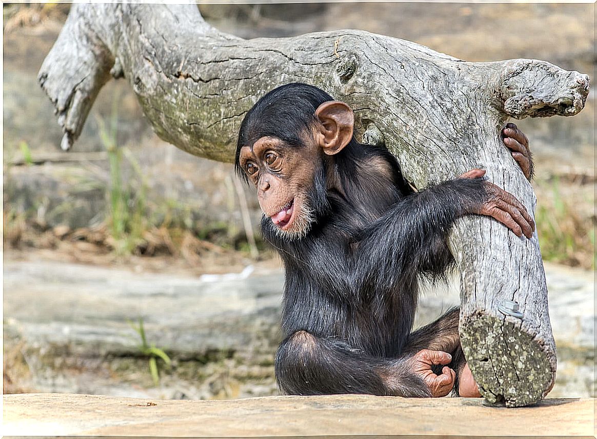 Baby chimpanzee from the Washoe project