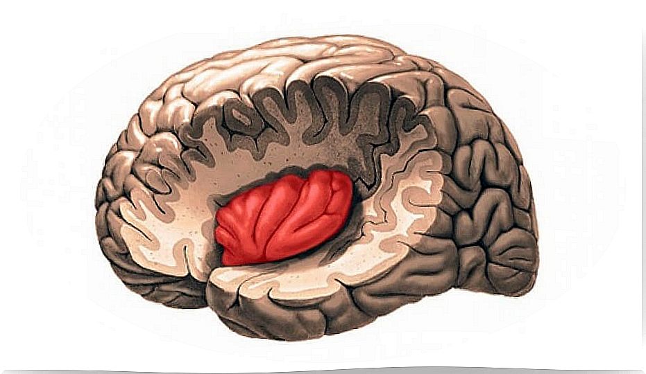 Insular crust