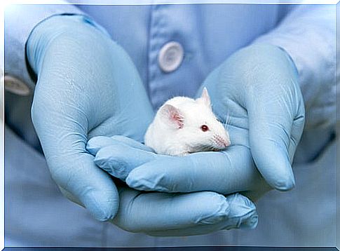 Researcher with a rat