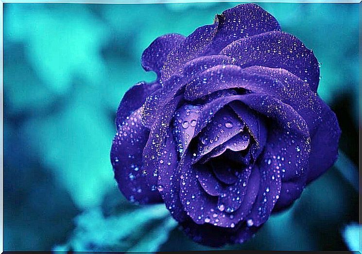 Blue rose blooming