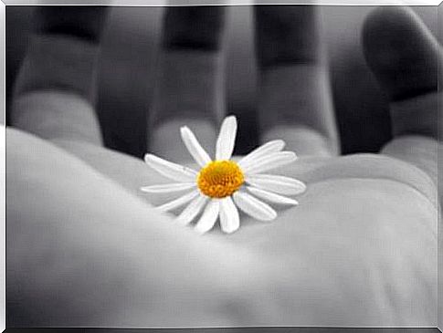 Hand with a daisy