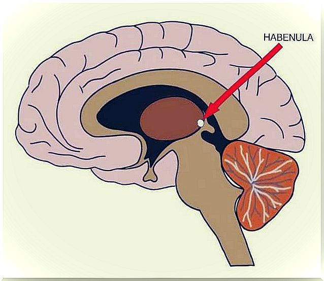 brain habenula